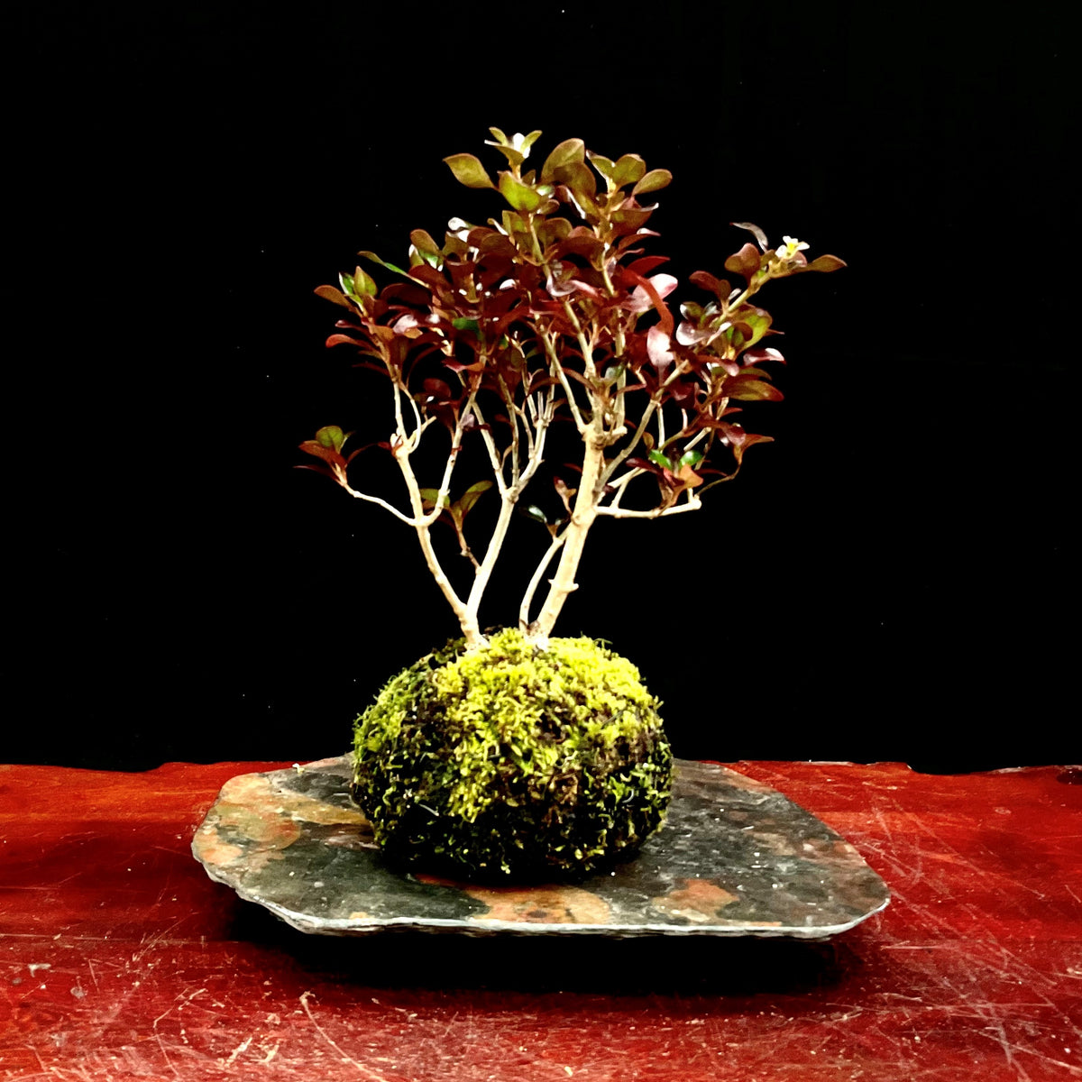 Buy Kokedama Bonsai Art