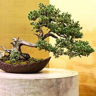 sequoia tree bonsai GIANT SEQUIOA PRE BONSAI 1 GALLON – Next Day Bonsai main image 0
