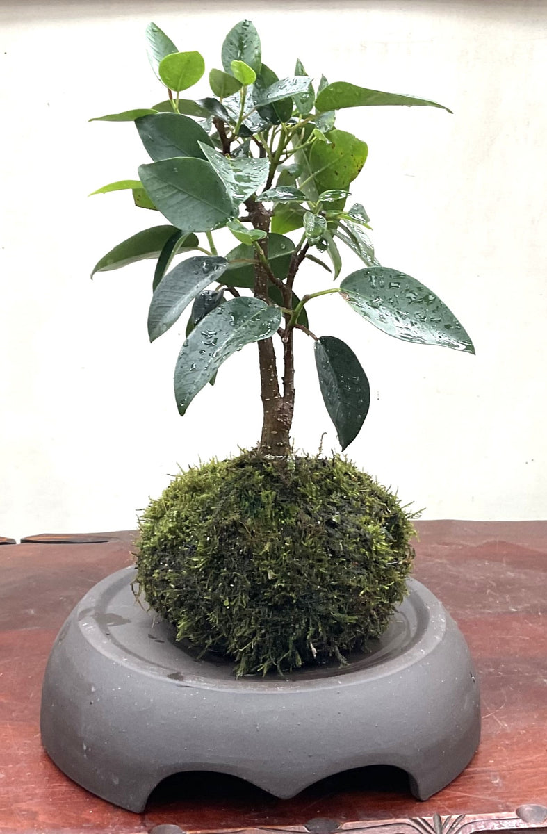 Kokedama Port jackson Fig Moss Ball Bonsai Art