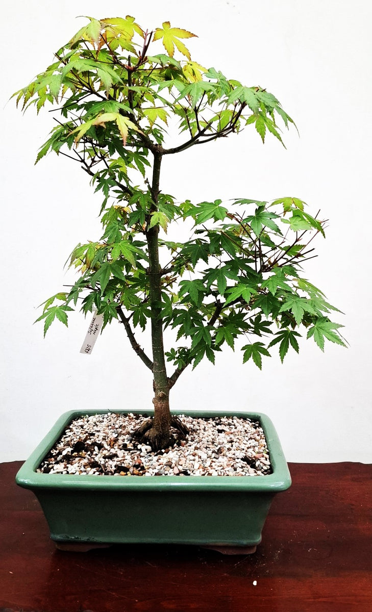 maple225_1200x1200.jpg?v=