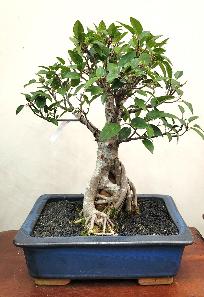 Bonsai Plant - Port Jackson Fig on Rock  Bonsai Art