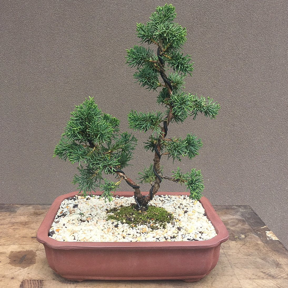 Bonsai Beginners Morning 2024 Bonsai Art