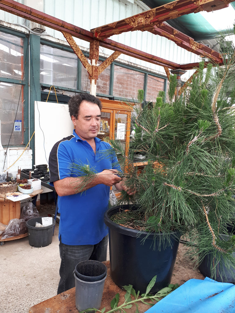 Seasonal Notes June - July- Winter Pruning Pines and deciduous trees