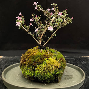 What is Kokedama? Would you like to grow one?