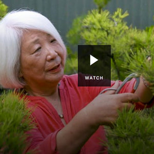 Watch Megumi on Gardening Australia