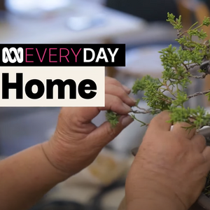 Megumi & Alex featured on ABC, Bonsai for beginners