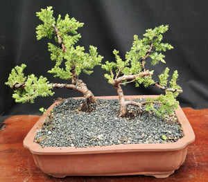 Bonsai Plant - Himalayan Juniper180