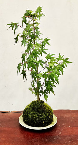 Kokedama Moss Ball - Japanese Maple 2