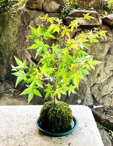 Kokedama Moss Ball - Japanese Maple