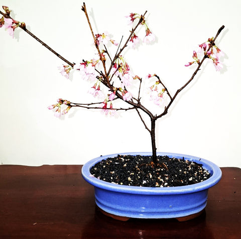 Bonsai Plant - Flowering Cherry85