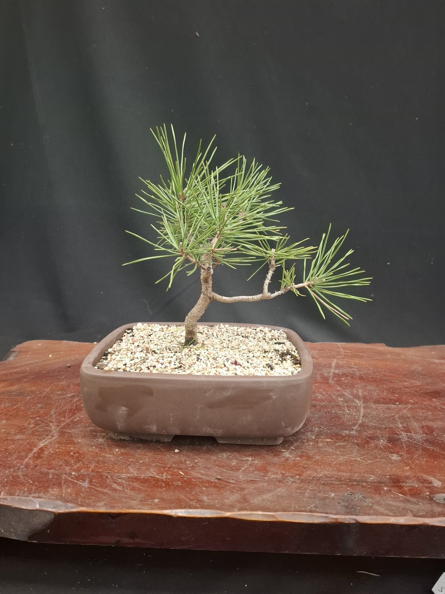 Bonsai Plant - Blaauw Juniper850