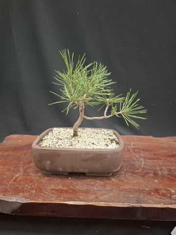 Bonsai Plant - Blaauw Juniper850