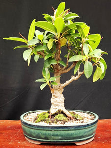 Bonsai Plant - Port Jackson Fig295