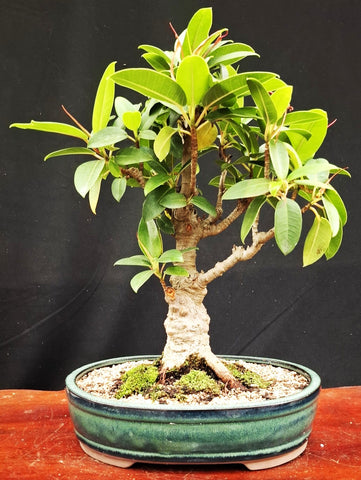 Bonsai Plant - Port Jackson Fig295