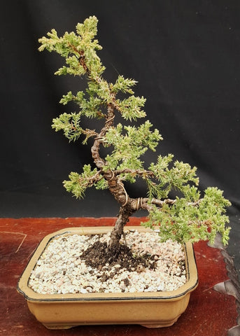 Bonsai Plant - Himalayan Juniper180