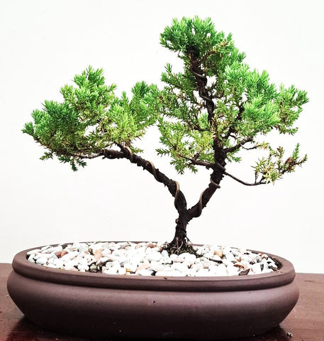 Bonsai Plant - Himalayan Juniper12N