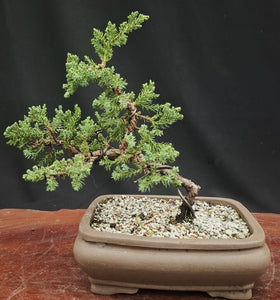 Bonsai Plant - Himalayan Juniper125