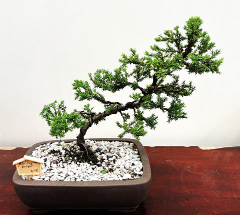Bonsai Plant - Himalayan Juniper185a