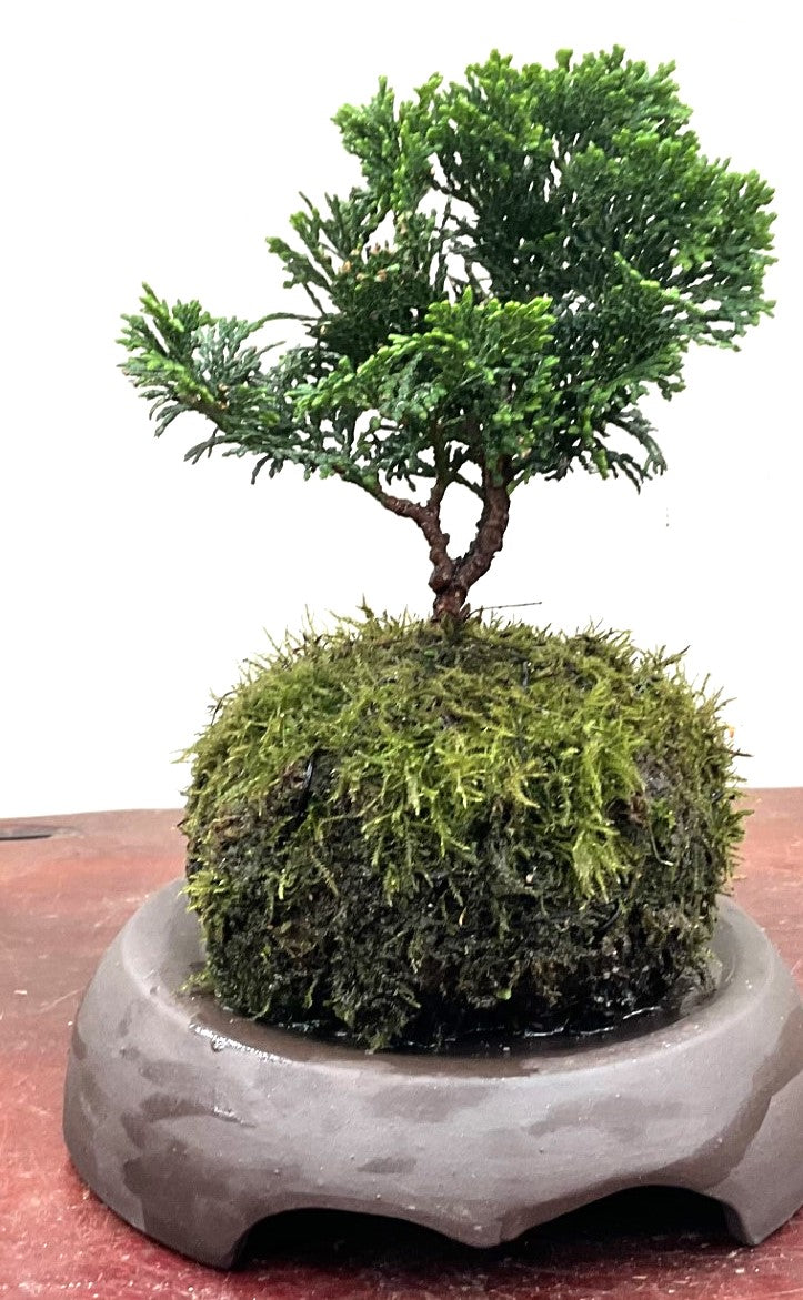 Kokedama Hinoki Cypress Obtusa nana- Moss Ball