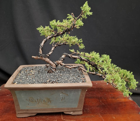 Bonsai Plant - Prostrata Juniper450