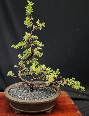 Bonsai Plant - Prostrata Juniper450