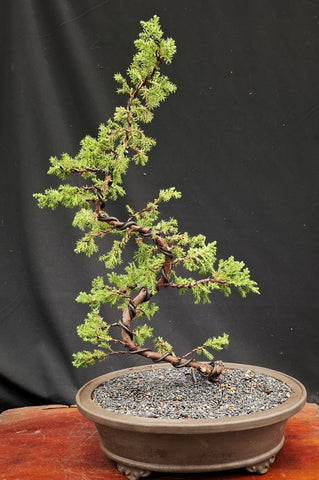 Bonsai Plant -Himalayan  Juniper450