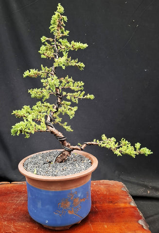 Bonsai Plant - Himalayan Juniper450