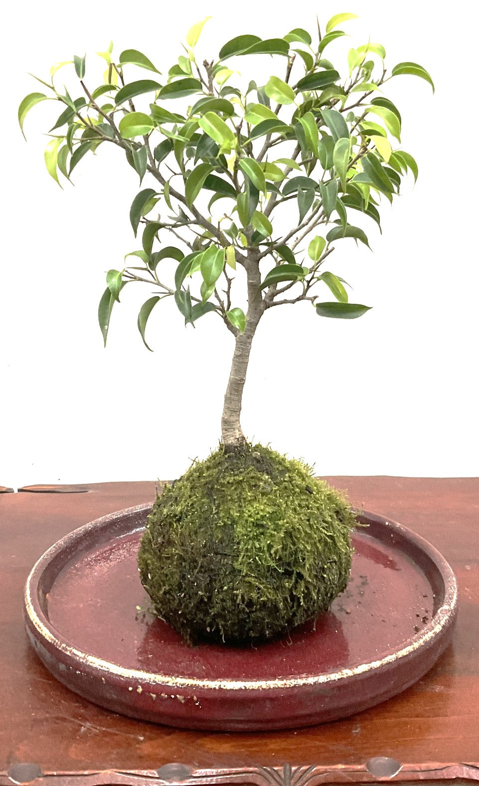 moss ball bonsai tree Kokedama Moss Ball