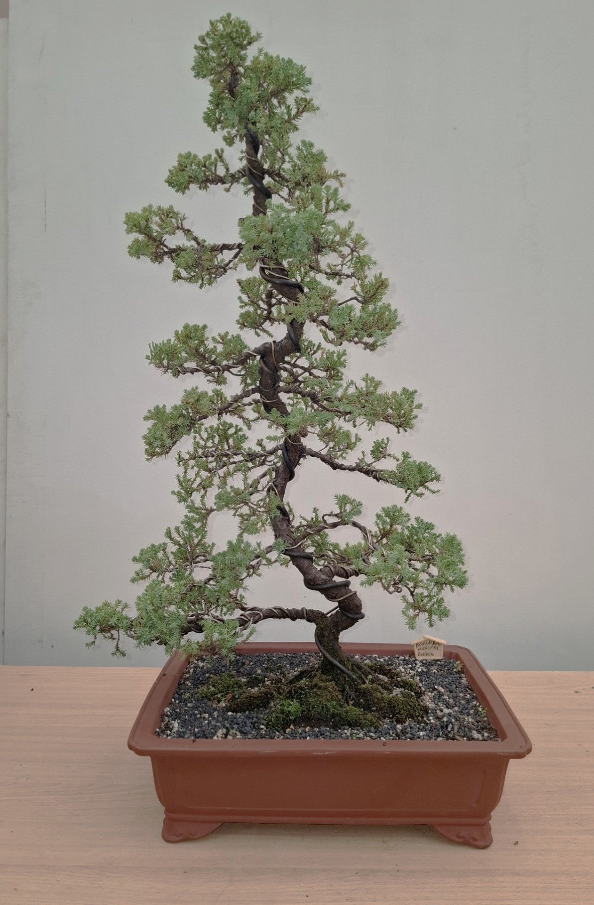 Bonsai Plant - Chinese Juniper1950