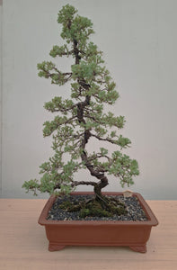 Bonsai Plant - Chinese Juniper1950