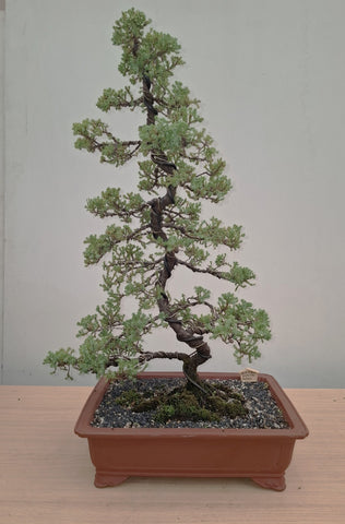 Bonsai Plant - Chinese Juniper1950