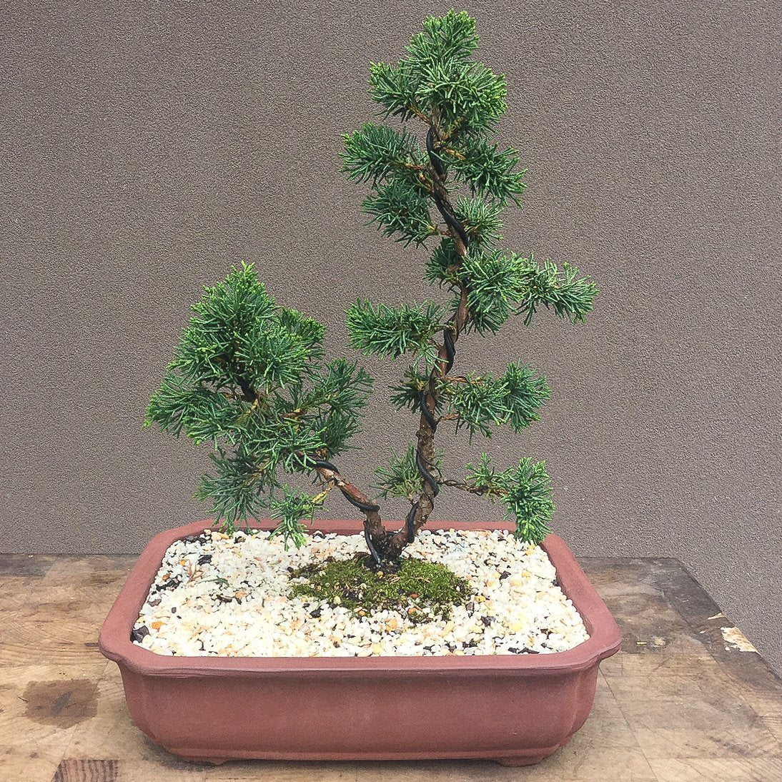 Bonsai Workshop - Beginners