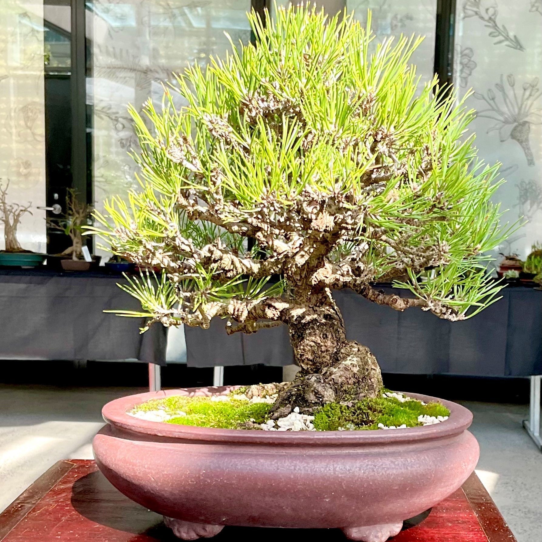 Bonsai Workshop - Black & Red Pine - Morning - 2025