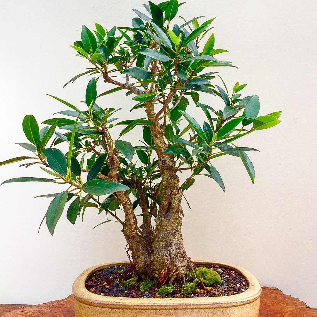 Bonsai Course Beginners Saturday 2024 Bonsai Art